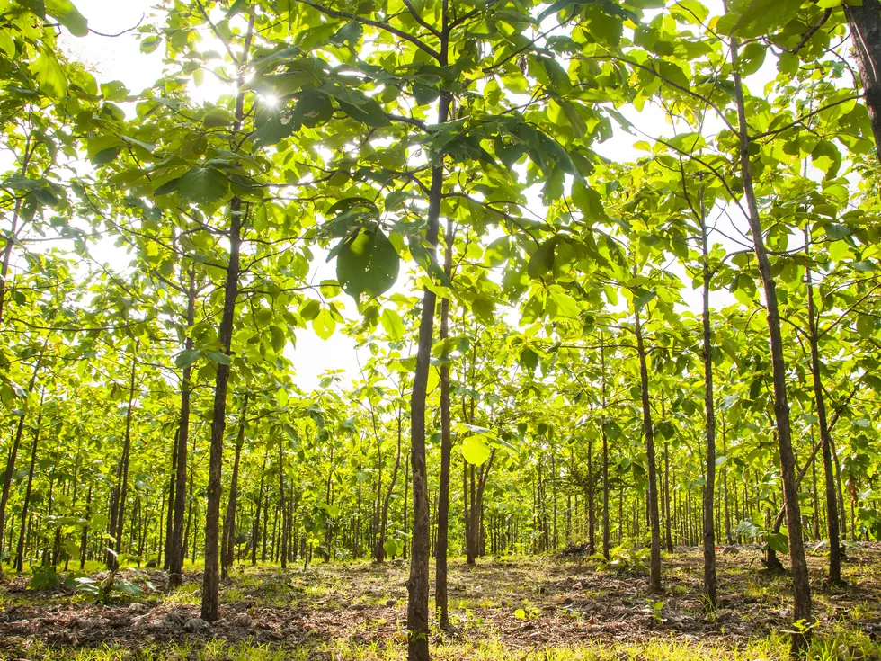 A rubber tree plantation, the source of certified GOLS latex.
